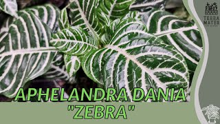 APHELANDRA DANIA quotZEBRA PLANTquot Information Description amp More [upl. by Terhune]