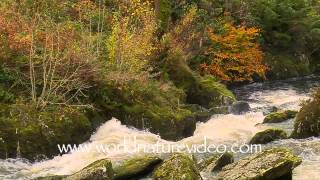 Rain scenery with flowing river in autumn Nature Video Stock Footage0299 [upl. by Bassett]