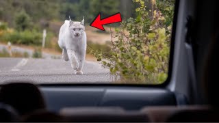 Lynx Wont Stop Chasing Car  When Driver Realizes Why He Follows It [upl. by Enenej]