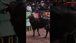 ¡Valentía al máximo con toros indomablesquot 🐂 JaripeoExtremo TorosIndomables FiestaCharra Rodeo [upl. by Burgener]