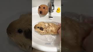 Give the little potato a bath Today I gave the baby potato a bath When you bathe a guinea pig [upl. by Bohrer]