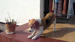 beagle epilepsy  Lafora disease 30042011 [upl. by Tabb]