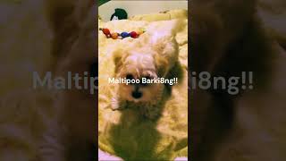 Maltipoo Barking dog puppy 4kviral viralshorts [upl. by Annor]