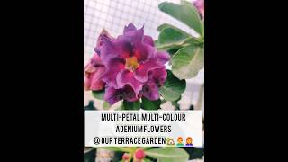 Multipetal multicolour Adenium Flowers  our terrace garden 🏡👨‍🦰plantoog plantoogadenium [upl. by Eicyal292]