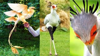 10 AVES Con Un Diseño Único En La Naturaleza que Debes VER [upl. by Yecak]