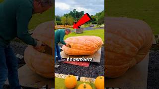 IAN PATON Plantou Uma ABÓBORA GIGANTE Mas créditos ianpaton3TT curiosidades [upl. by Nnylirej]