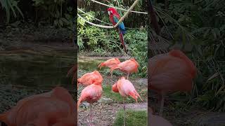 Macaw watching over pink flamingos birds birdwatching birdenthusiast zoo [upl. by Neelyhtak]