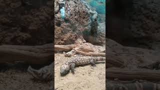 Check out the beaded Gila monster [upl. by Hauger469]