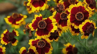 Coreopsis Flower Plant care  How to grow Coreopsis  Summer flowers [upl. by Kamerman]