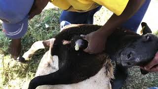 Goat Abscess [upl. by Accebar]