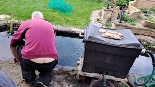 Pond And Garden Renovation part 5 Miassive Filter Upgrade For Me koi garden ornamentalfish car [upl. by Colson]