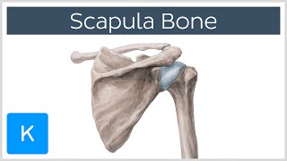 Anatomy and Function of the Scapula  Human Anatomy  Kenhub [upl. by Delgado]