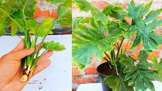 Philodendron propagation  How to propagate philodendron  easy and simple way to grow philodendron [upl. by Yornoc904]