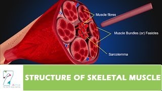 STRUCTURE OF SKELETAL MUSCLE [upl. by Guttery]