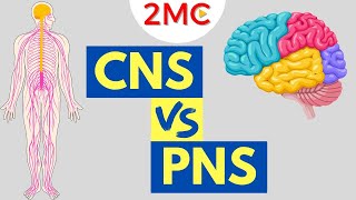 Central Nervous System vs Peripheral Nervous System  CNS amp PNS Structure and Function [upl. by Mikol]