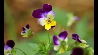 How To Save Viola And Pansy Flower SeedsGardening [upl. by Notak625]