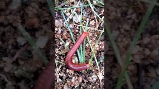 Millipedes002 6 4Millipedes002 3Millipedes002 2Millipedes002 1millipe insects babyan [upl. by Ardnohsal]