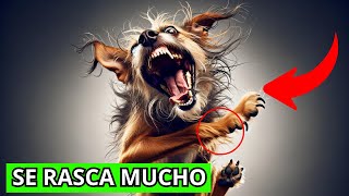 Mi perro se rasca mucho y no tiene pulgas [upl. by Stickney]