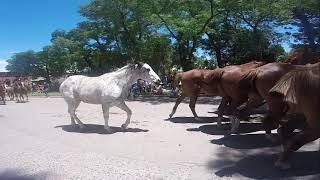 Dia De La Tradición 2024 SA Areco JineteadaFinal [upl. by Aneekahs]