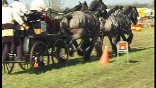 Belgian Draft Horsesa speed contest [upl. by Attey184]