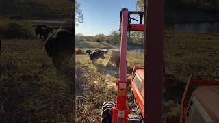 How I roll out the chuck wagon brangus cow cattle ranch hay kubota shortsfeed animals [upl. by Roach708]