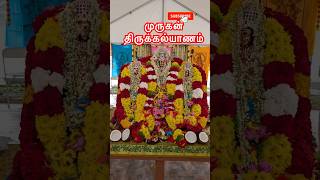 அமெரிக்கா வில் முருகன் திருக்கல்யாணம் Carolina Murugan TempleMoncureNCshortsytshorts [upl. by Aierbma894]