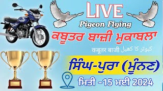 🔴Live🔴 Kabootar bazi Singhpura MunanMoga  Live Kabootar bazi today  Live kabootar bazi 2024 [upl. by Eirtemed]