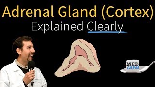 Adrenal Gland Adrenal Cortex Explained Clearly [upl. by Thamora]