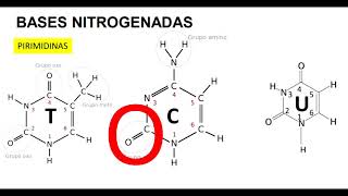 Estructura del ADNBases Nitrogenadas y Enlaces de Hidrógeno [upl. by Alan662]