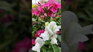 Beautiful natural flowers Azaleas shorts beautifulflowers [upl. by Nurse]