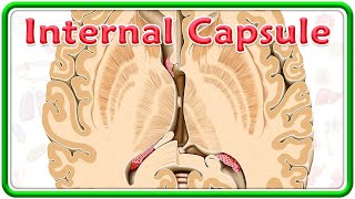 Internal Capsule Gross Anatomy Animation  Divisions Functions and Clinical anatomy  USMLE Step 1 [upl. by Luehrmann]