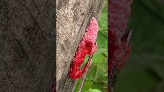 ASMR Crushed Snail Eggs  Apple Snail Eggs shorts satisfying relaxing sound [upl. by Marlie]