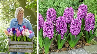 How to Plant Bedding Hyacinths Spring Garden Guide [upl. by Mellitz]