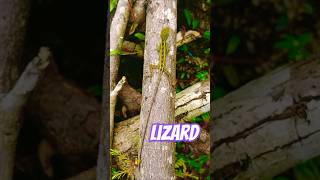 Anolis Marmoratus [upl. by Oflunra]