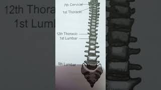 Structure of Vertebral column of Human please subscribe and like 🙏🙏 [upl. by Fawnia555]