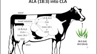 Bovine Fatty Acids From Forage to Milk [upl. by Scevour633]