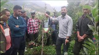 Treatment of Root Rot amp Root Borrar in Apple Crop 🍎 [upl. by Kursh]