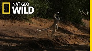 Leaping Lemurs  Animal Dance Battles [upl. by Tegdig]