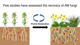 Recovery of Arbruscular Mycorrhizal AM Fungi in Ag Soils with Grassland Plants  Kevin MacColl [upl. by Aroel]