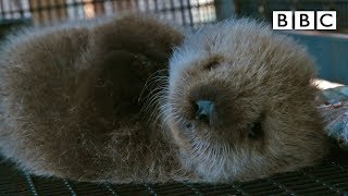 Welcome to the orphaned sea otter salon  Super Cute Animals  BBC [upl. by Ratep826]