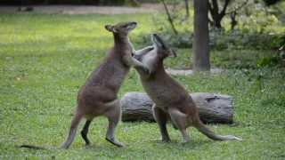 Fighting kangaroos at Singapore Zoo [upl. by Alidia]