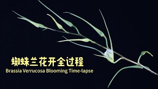 原生种蜘蛛兰 verrucosa 花开全过程 Brassia verrucosa Blooming Timelapse [upl. by Angelita]