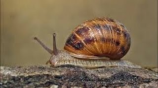 Il risveglio della chiocciola  lumaca   Escargot  Snail  カタツムリ [upl. by Igic943]