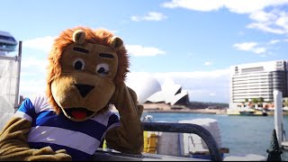 Lion Video 2024  Darting Visit Down Under [upl. by Arikihs]