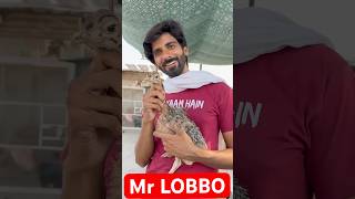 MR LOBBO ostrich birds shortsvideo shorts [upl. by Izaak]