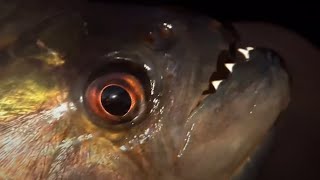 Vicious Piranha Moments  BBC Earth [upl. by Aylat]