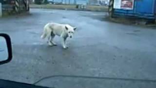 Dog Dancing To Music Coming From A Car [upl. by Tnarud]