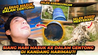 MISI EXTREME  ALSHAD MASUK KE GENTONG DI DALAM KANDANG HARIMAU  REAKSI SELEN LANGSUNG BEREBEDA [upl. by Ahsim]