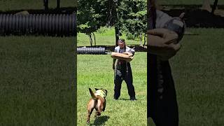 Catching a Belgian Malinois dog [upl. by Cotterell]