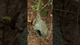 Baya WeaversNesting Locations nature natureloversbirdsbirdwildlifenaturephotographywildlife [upl. by Maxia431]